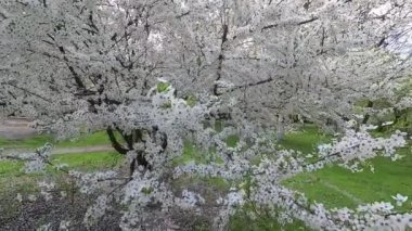 Belarus. Bahar. Kiraz beyaz çiçek elbise.