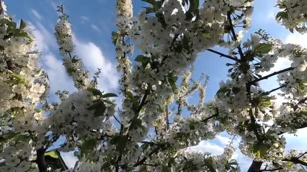 Bělorusko Jaro Cherry Bílé Květované Šaty — Stock video