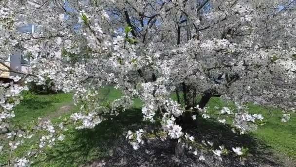 Białoruś Wiosną Cherry Białej Sukni Kwiatowy — Wideo stockowe