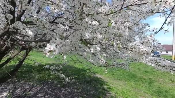 Vitryssland Våren Körsbär Vit Blommig Klänning — Stockvideo