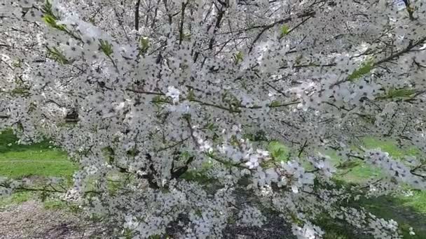 Białoruś Wiosną Cherry Białej Sukni Kwiatowy — Wideo stockowe