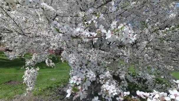 Vitryssland Våren Körsbär Vit Blommig Klänning — Stockvideo