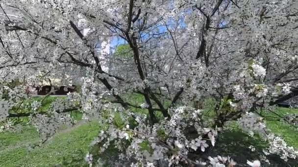 Wit Rusland Lente Kers Witte Bloemen Jurk — Stockvideo