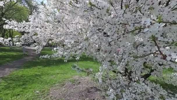 Bělorusko Jaro Cherry Bílé Květované Šaty — Stock video