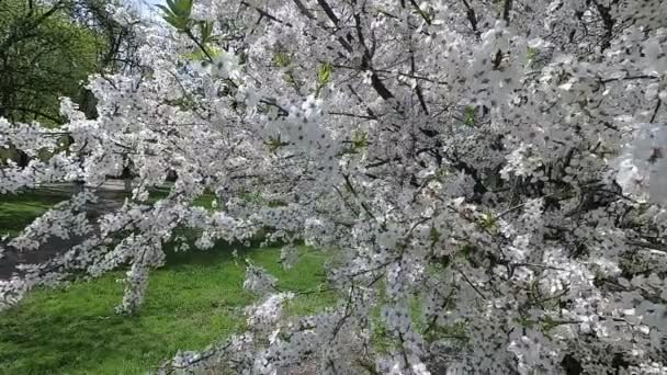 Vitryssland Våren Körsbär Vit Blommig Klänning — Stockvideo