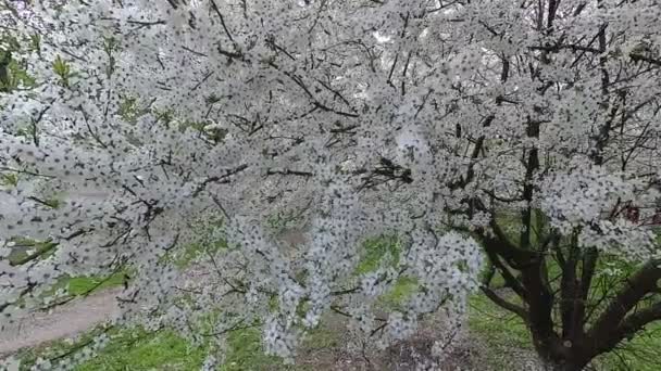 Białoruś Wiosną Cherry Białej Sukni Kwiatowy — Wideo stockowe
