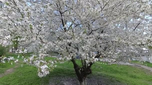 Bielorussia Primavera Ciliegia Abito Floreale Bianco — Video Stock