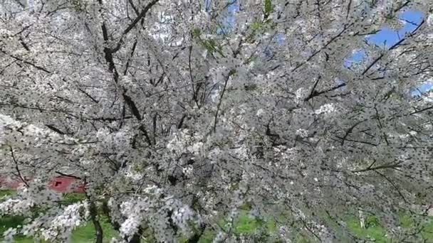 Bielorrusia Primavera Cereza Vestido Floral Blanco — Vídeo de stock