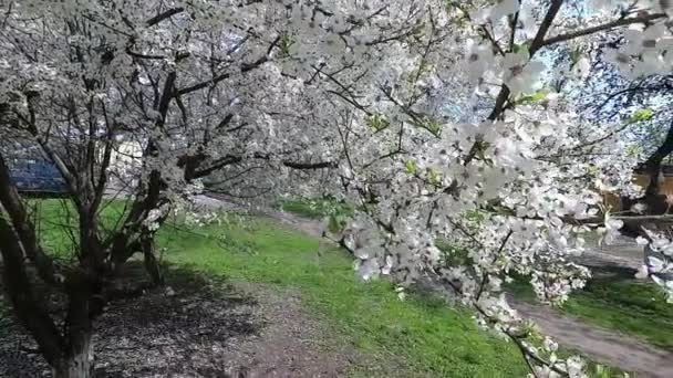 Fehéroroszország Tavaszi Cseresznye Fehér Virágos Ruha — Stock videók
