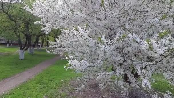 Belarus Musim Semi Cherry Dalam Gaun Bunga Putih — Stok Video