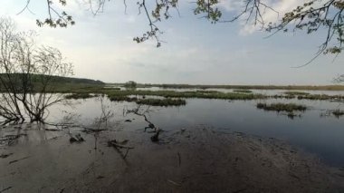 Belarus. Bahar. Yüksek su dönemde tepedeki orman.