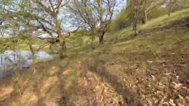 Belarus. Bahar. Yüksek su dönemde tepedeki orman.