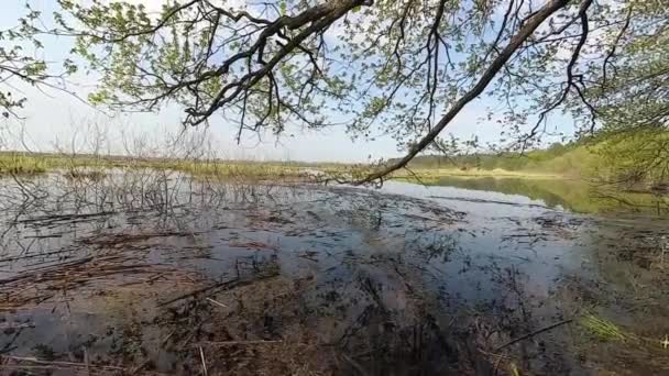 Bielorussia Primavera Foresta Una Collina Nel Periodo Acqua Alta — Video Stock