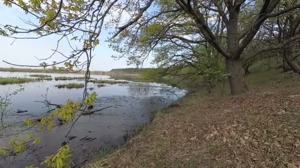 ベラルーシ 高水位の時期に丘の上の森 — ストック動画