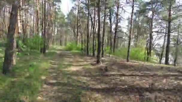 Biélorussie Printemps Forêt Avec Jeune Verdure Avril — Video