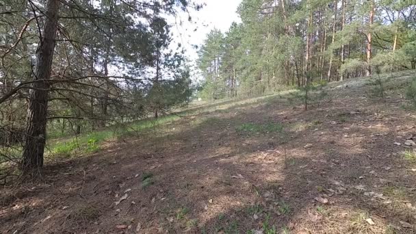 Biélorussie Printemps Forêt Avec Jeune Verdure Avril — Video