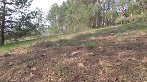 Vitryssland Våren Skogen Med Ung Grönska April — Stockvideo