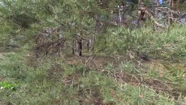 Vitryssland Våren Skogen Med Ung Grönska April — Stockvideo