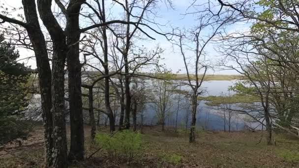Λευκορωσία Την Άνοιξη Δάσος Νεαρή Βλάστηση Τον Απρίλιο — Αρχείο Βίντεο
