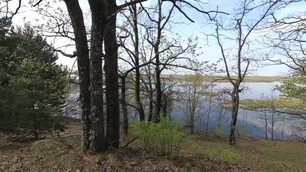 Vitryssland Våren Skogen Med Ung Grönska April — Stockvideo