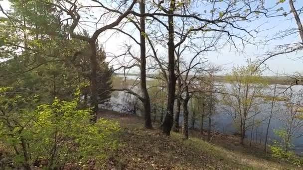 Bielorrússia Primavera Floresta Com Vegetação Jovem Abril — Vídeo de Stock