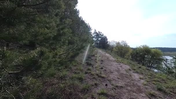 Bielorrusia Primavera Bosque Con Vegetación Joven Abril — Vídeos de Stock