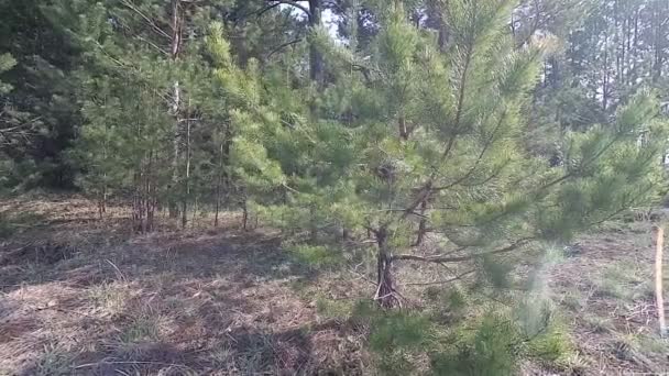 Vitryssland Våren Skogen Med Ung Grönska April — Stockvideo