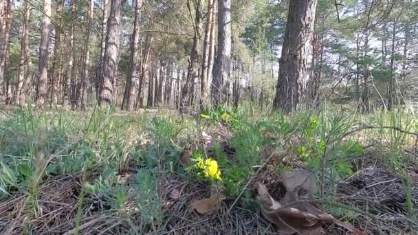 Belarus Spring Forest Young Greenery April — Stock Video
