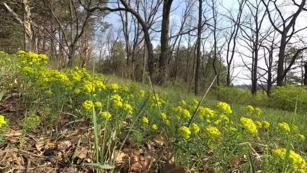 Vitryssland Våren Skogen Med Ung Grönska April — Stockvideo