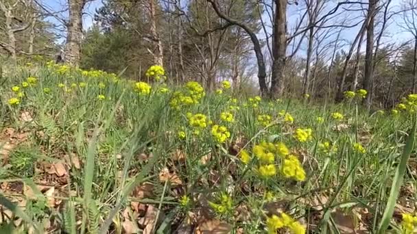 Bielorussia Primavera Foresta Con Giovane Vegetazione Nel Mese Aprile — Video Stock