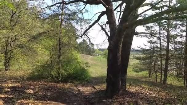 Biélorussie Le printemps. forêt avec jeune verdure en avril .