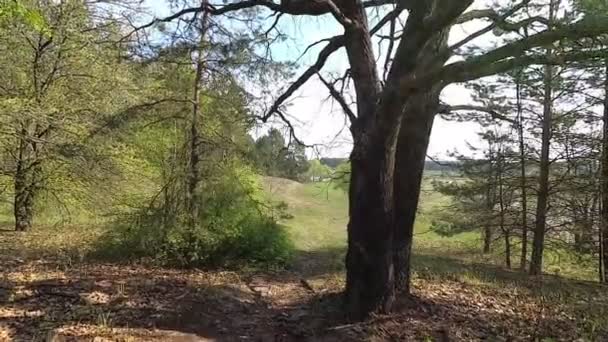 Vitryssland Våren Skogen Med Ung Grönska April — Stockvideo