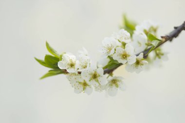 Bahar. kiraz beyaz çiçekler içinde. meyve ağaçlarının çiçeklenme.