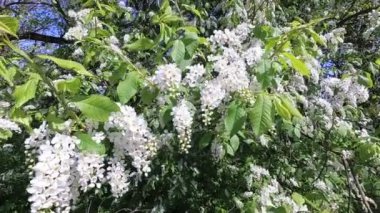 beyaz çiçekler güzel kuş kiraz