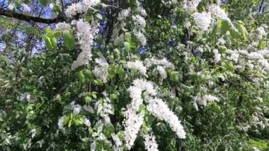 beyaz çiçekler güzel kuş kiraz