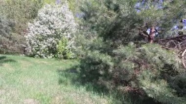 beyaz çiçekler güzel kuş kiraz