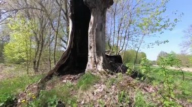 eski ağaç yıldırım fırtınaları tarafından öldürüldü.
