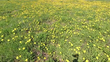 Bahar. Sarı karahindiba güzel yeşil alanı.