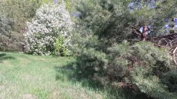 Hermoso Pájaro Cereza Flores Blancas — Vídeo de stock