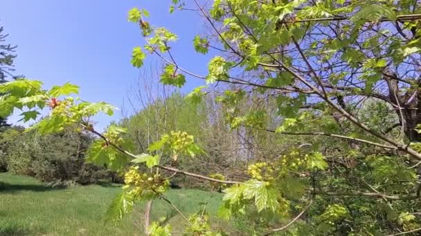 Jaro Mladé Zelené Listy Javoru Větru — Stock video