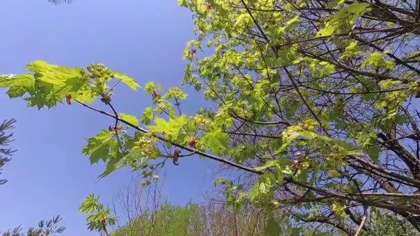 Την Άνοιξη Μικρά Πράσινα Φύλλα Του Σφενδάμνου Στον Άνεμο — Αρχείο Βίντεο