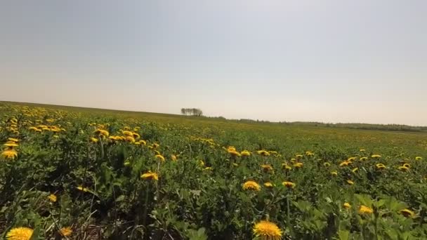 Весной Красивое Зеленое Поле Желтых Одуванчиках — стоковое видео