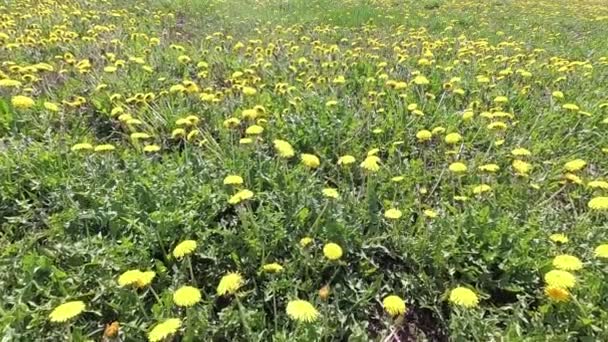 Lente Mooie Groene Veld Geel Paardebloemen — Stockvideo