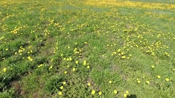 黄色いタンポポの美しい緑のフィールド — ストック動画