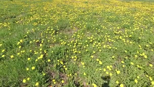 Primavera Hermoso Campo Verde Dientes León Amarillos — Vídeos de Stock