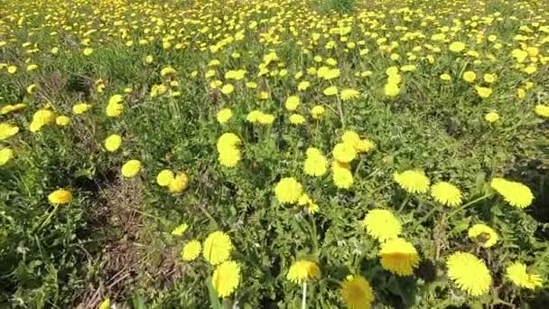 Lente Mooie Groene Veld Geel Paardebloemen — Stockvideo