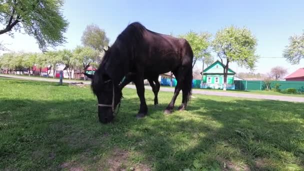 Le printemps. un cheval avec un poulain broutant dans le village .