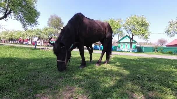 Printemps Cheval Avec Poulain Broutant Dans Village — Video