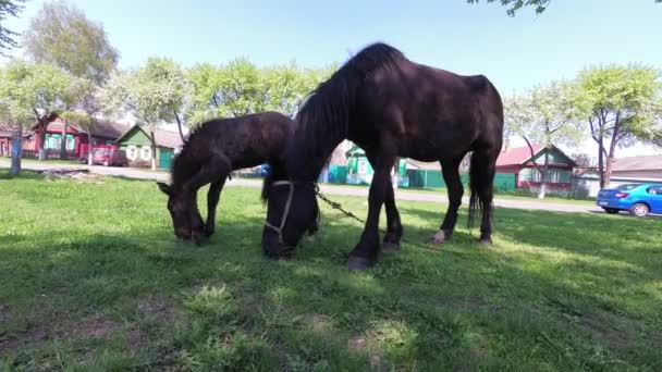 Le printemps. un cheval avec un poulain broutant dans le village .