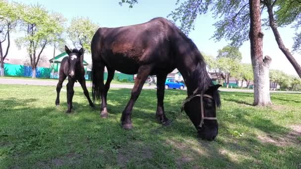 Le printemps. un cheval avec un poulain broutant dans le village .